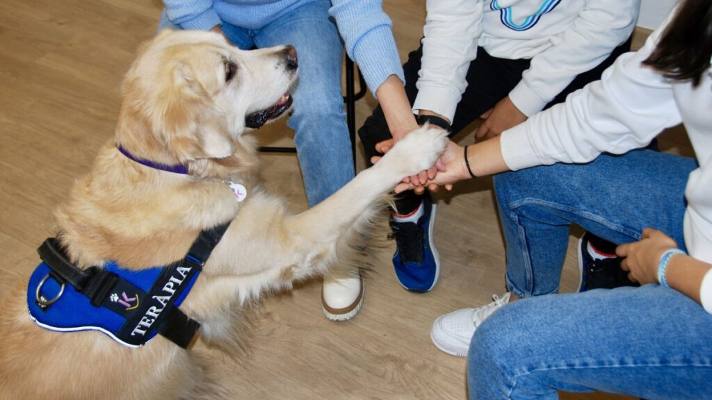 Animales detectores de enfermedades humanas, te decimos los más conocidos 1 Dogtor