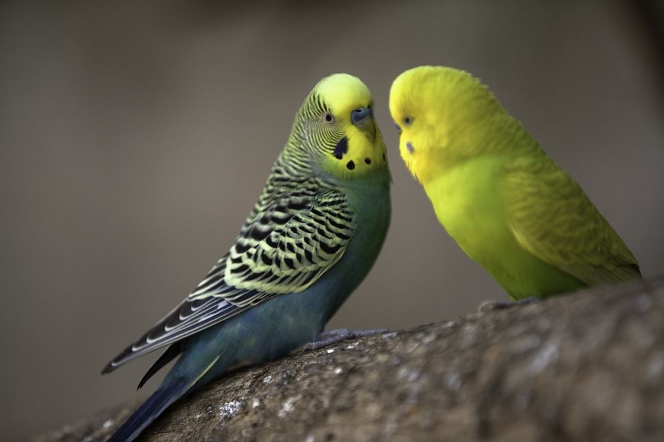 Animales detectores de enfermedades humanas, te decimos los más conocidos 6 periquitos