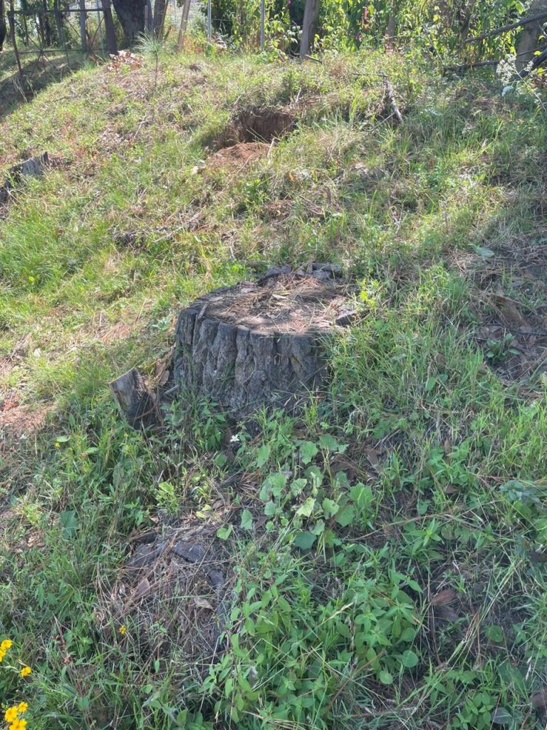 Cumplimenta FGE orden de cateo y asegura predio; se detectó plantación de aguacate 1 FGEAcuitzio2