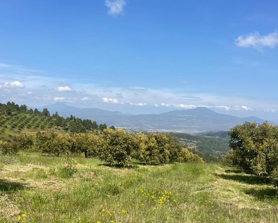 Cumplimenta FGE orden de cateo y asegura predio; se detectó plantación de aguacate 2 FGEAcuitzio5