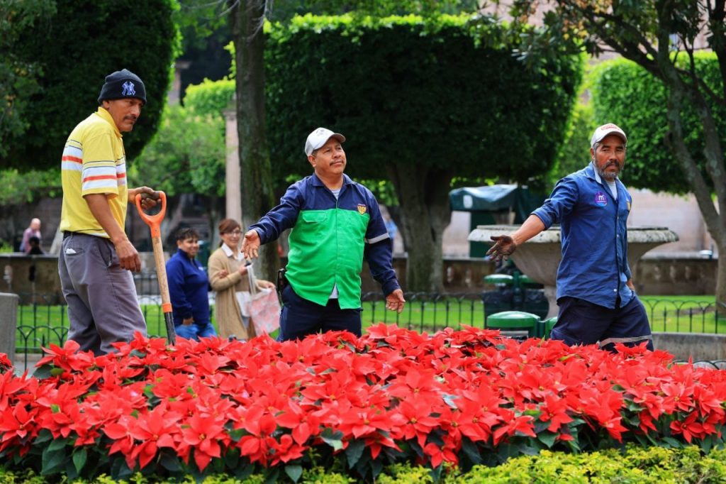 Miles de nochebuenas comienzan a decorar Morelia para época decembrina 2 GobMorDic2