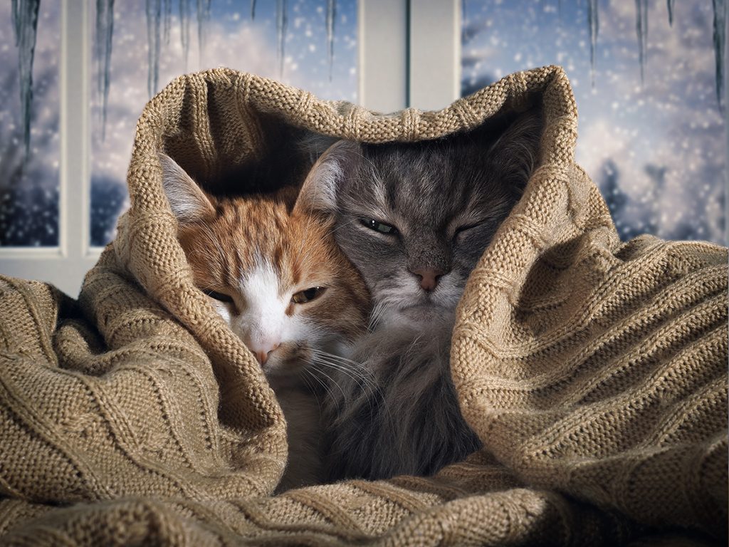 Gato Invierno