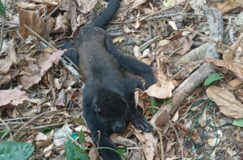 AZCARM pone en marcha Observatorio Ciudadano para evitar muerte masiva de monos saraguatos en el sureste de México