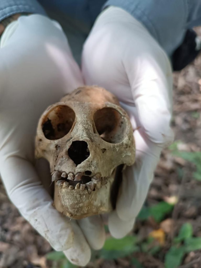AZCARM pone en marcha Observatorio Ciudadano para evitar muerte masiva de monos saraguatos en el sureste de México 1 AZCARM sara2