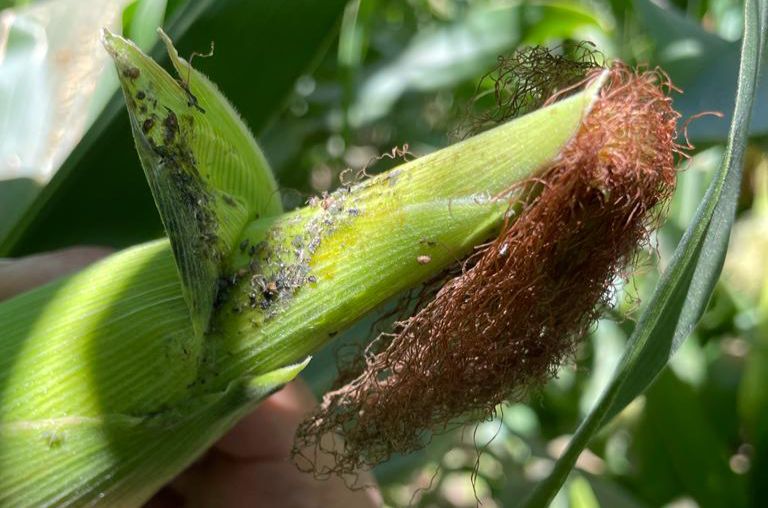 COUC exige apoyo emergente para productores de maíz y trigo ante caída de rendimientos