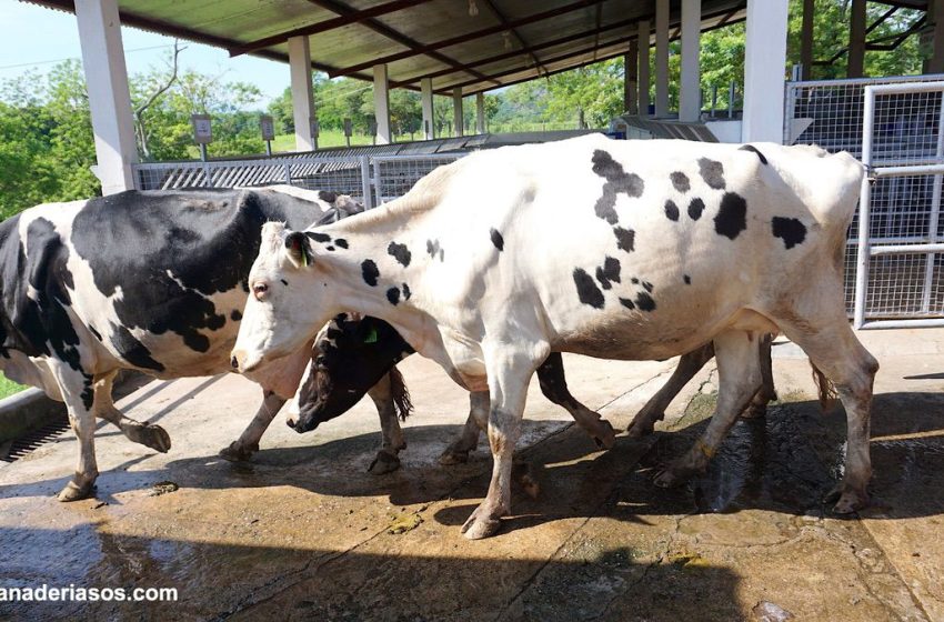 Se desploma más de 50% exportación de ganado vacuno en primer trimestre