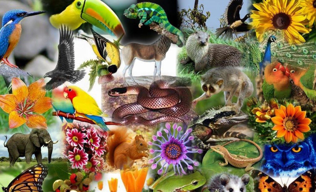 DiversidadBiologica