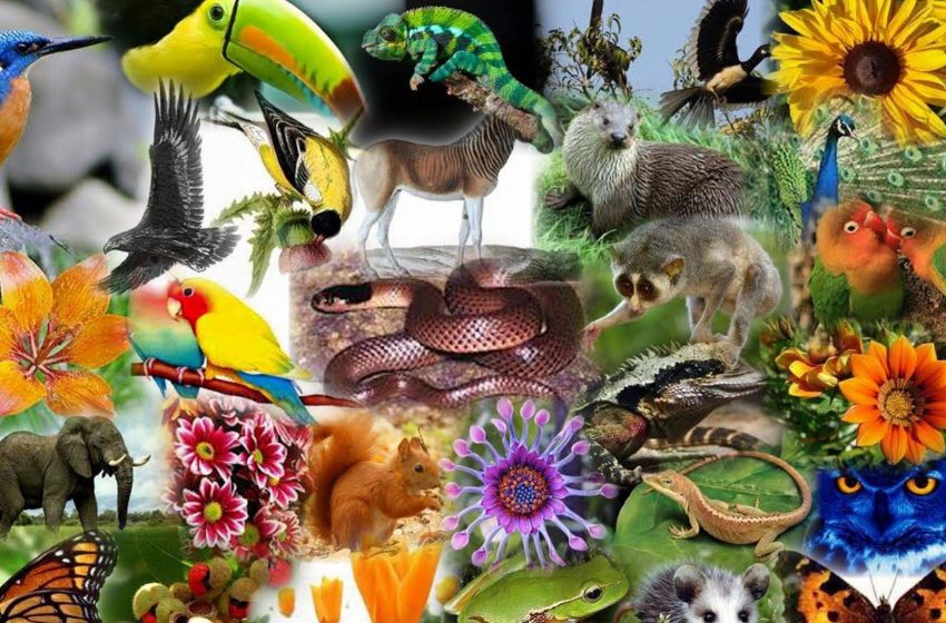 DiversidadBiologica