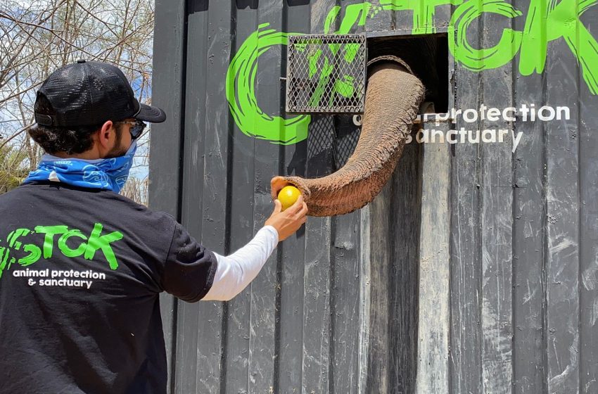 Alrededor de 700 animales silvestres emprenderán el éxodo más grande de la historia