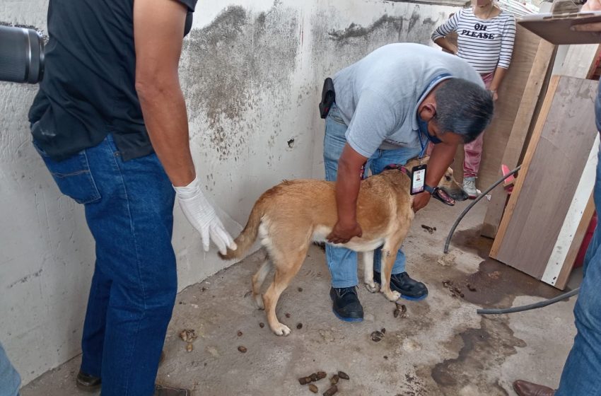 En Morelia, rescata Fiscalía General a dos perros en condiciones de maltrato animal