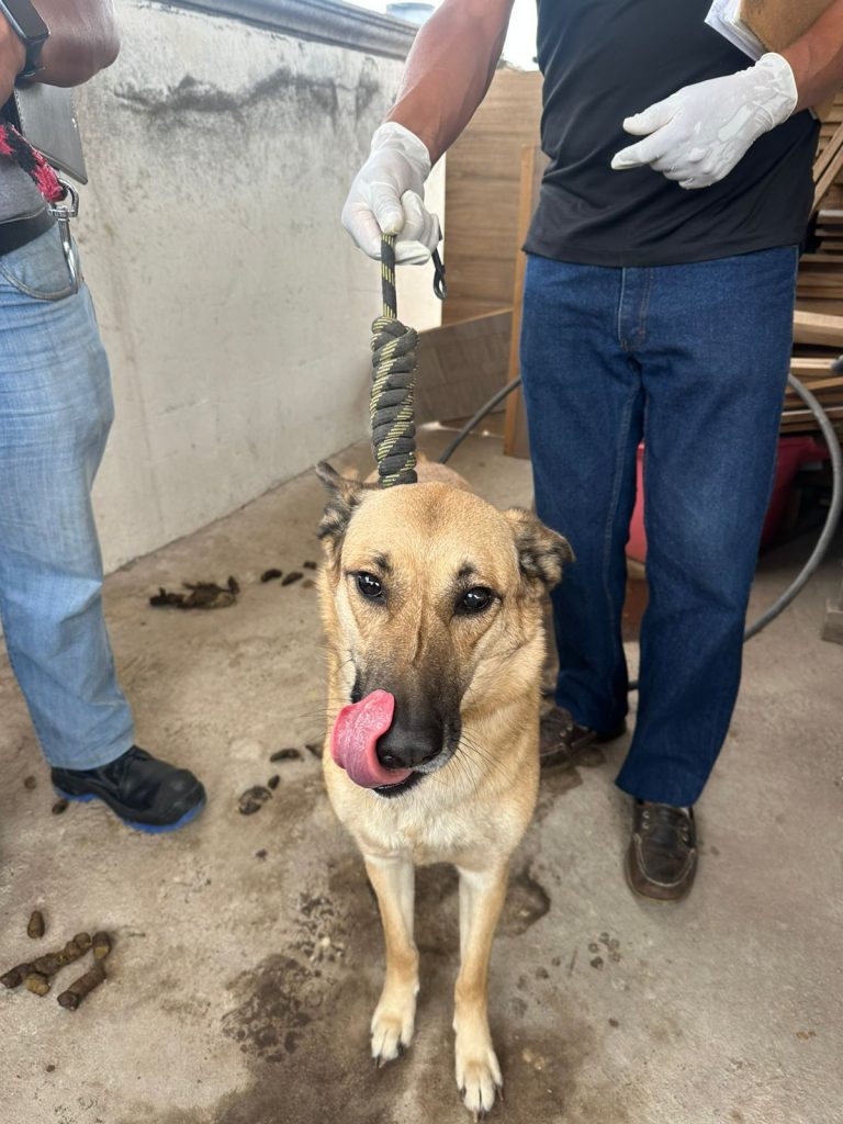 En Morelia, rescata Fiscalía General a dos perros en condiciones de maltrato animal 1 FGEPerritos2