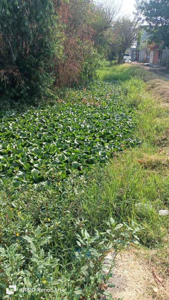 Gobierno de Morelia mantiene acciones para la limpieza de drenes y arroyos 1 GobMorArroDres2