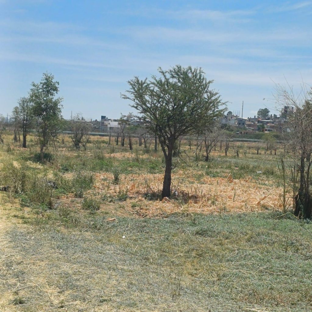 El Gobierno de Morelia fortalece los espacios verdes de la ciudad 2 GobMorBosBic3