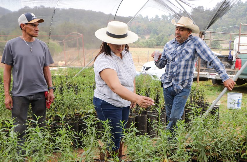 Promueve Ayuntamiento de Quiroga huertos familiares con árboles frutales