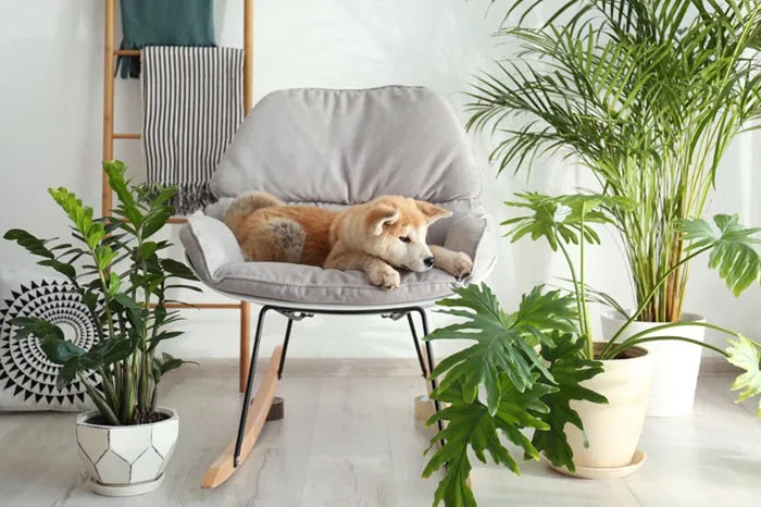 Plantas1