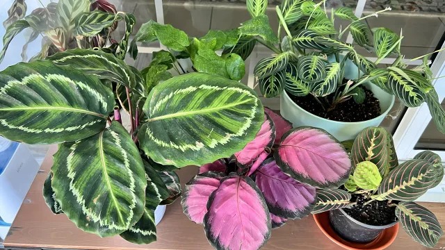 Conoce las plantas de interior que son seguras para tu mascota, aquí tres ejemplos 2 Plantas3
