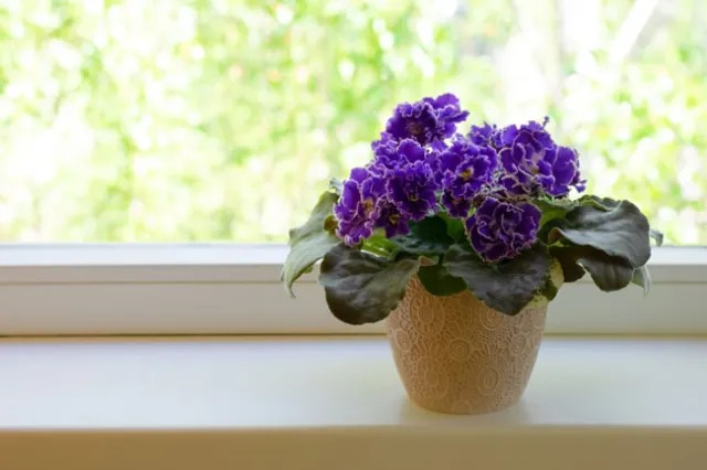 Conoce las plantas de interior que son seguras para tu mascota, aquí tres ejemplos 3 Plantas4