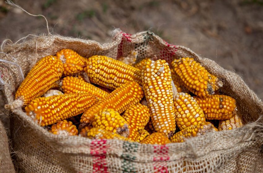 Rescata sector agropecuario economía nacional pese a crisis en maíz