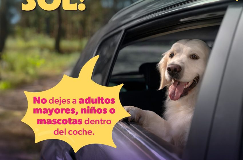 En temporada de calor, no dejes solos a niños, adultos mayores o animales dentro de vehículos: SSM