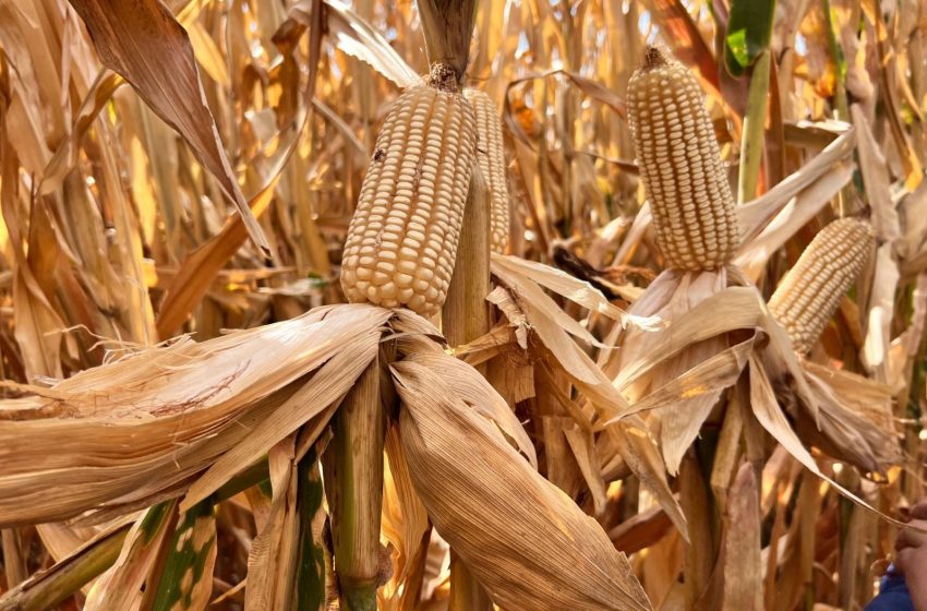 Productores en alerta por crisis en el sector maicero