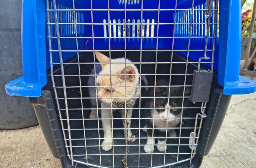  En cateo, FGE asegura ejemplares felinos víctimas de maltrato, en Senguio