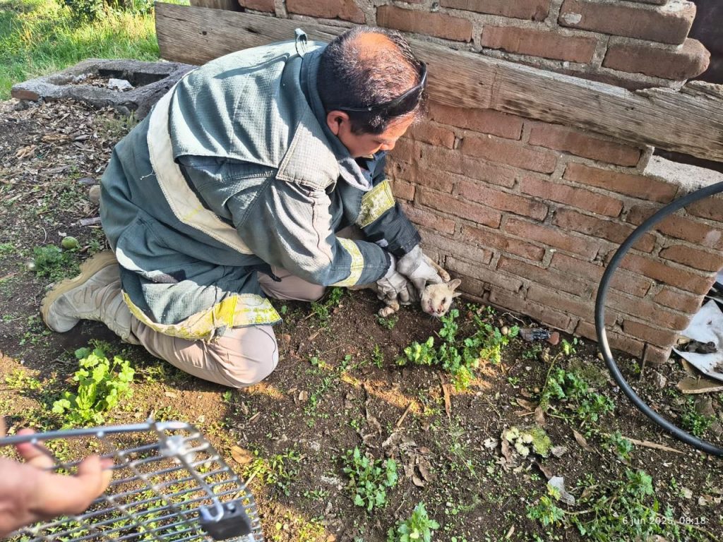 En cateo, FGE asegura ejemplares felinos víctimas de maltrato, en Senguio 1 FGECatCatsSeng2