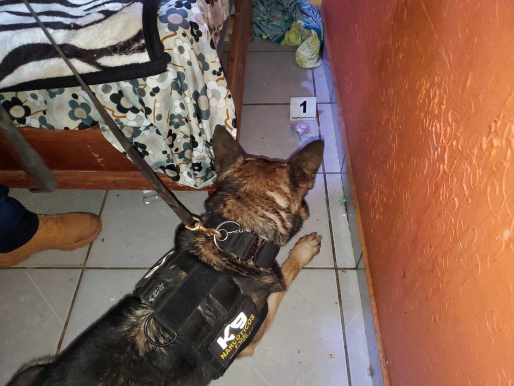 FGE ejecuta cuatro cateos y asegura más de mil 400 dosis de metanfetamina en Morelia y Tacámbaro 2 FGECatsTacMor3