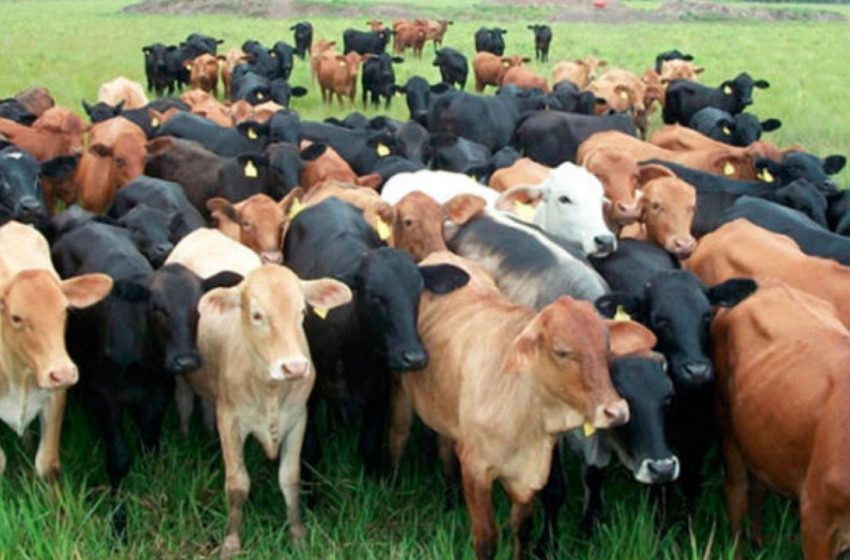 Industria cárnica registra fuerte impacto por suspensión de exportaciones de ganado en pie a EEUU