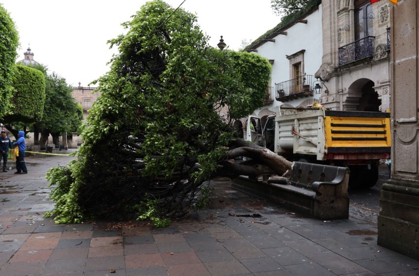  Gobierno de Morelia retira 2 frondosos árboles caídos por las lluvias