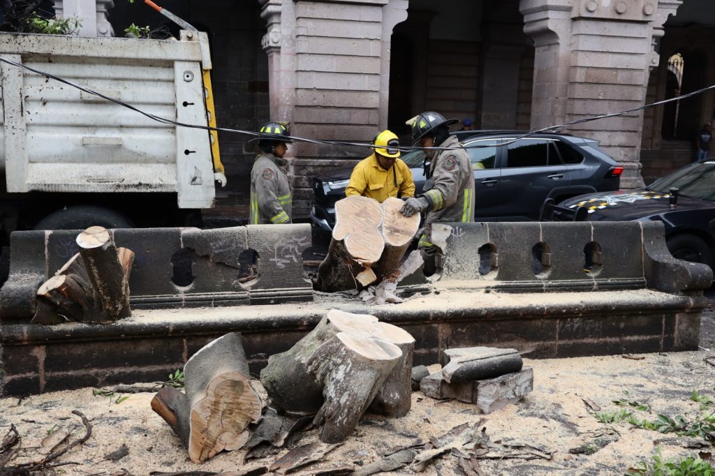 Gobierno de Morelia retira 2 frondosos árboles caídos por las lluvias 1 GobMorArbs2