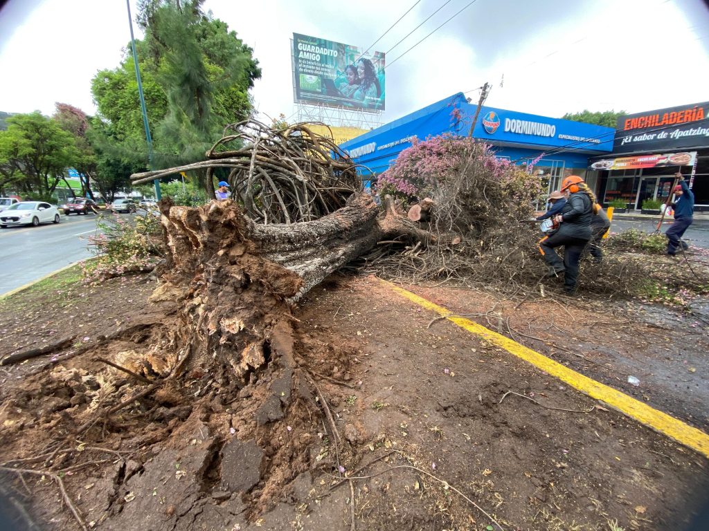 Gobierno de Morelia retira 2 frondosos árboles caídos por las lluvias 2 GobMorArbs3