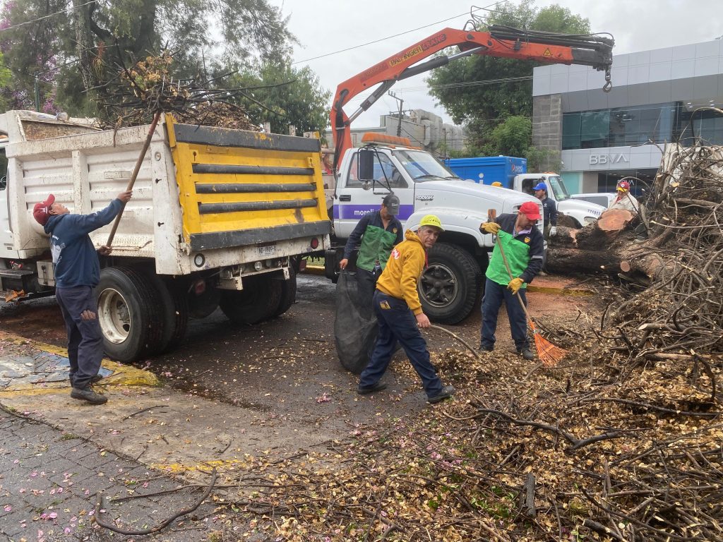Gobierno de Morelia retira 2 frondosos árboles caídos por las lluvias 3 GobMorArbs4