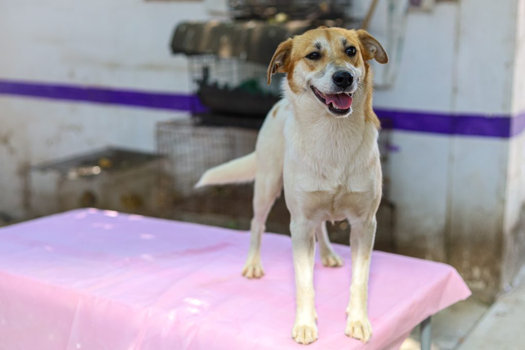 Invita Gobierno de Morelia a feria de adopción 3 GobMorFerAdop4