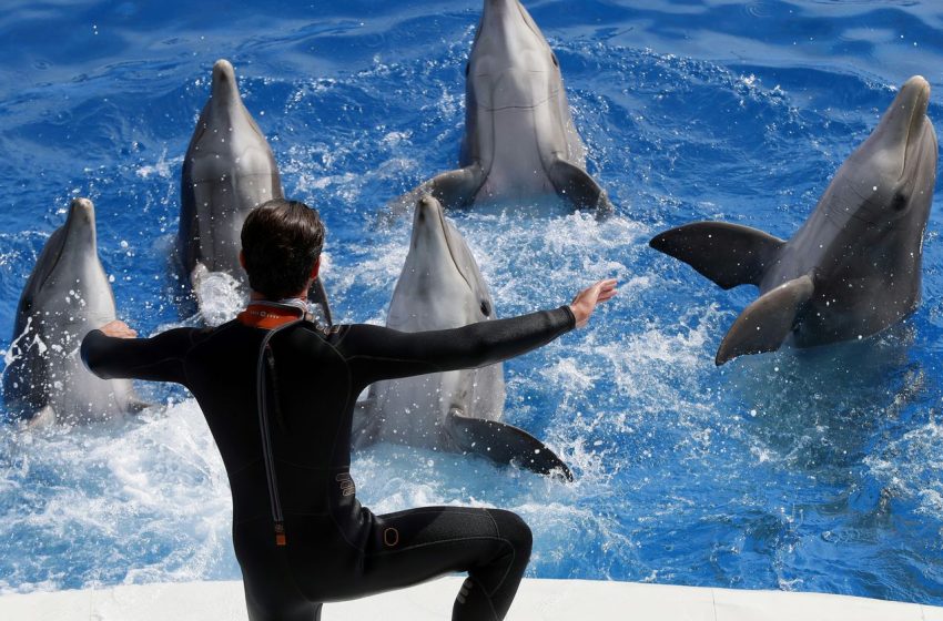 Senado avala reforma la Ley General de Vida Silvestre, prohíbe utilizar mamíferos marinos en espectáculos