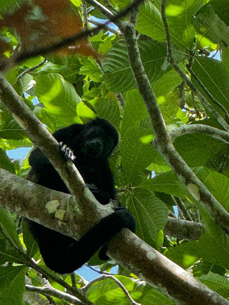 MonoSaraguato