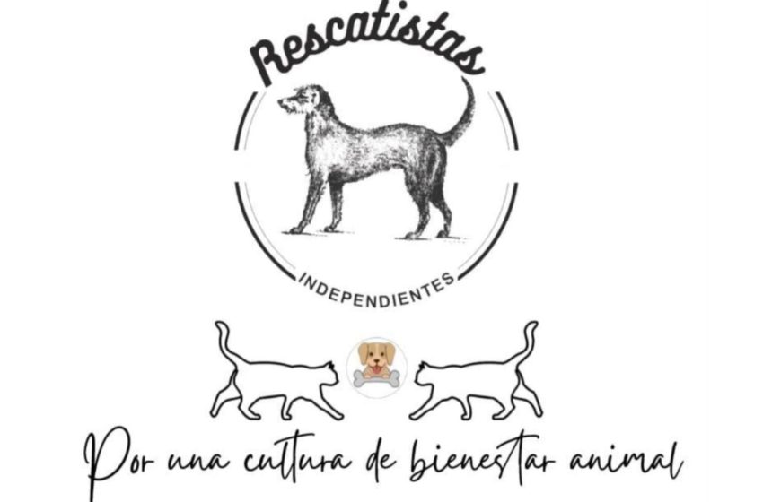 ¡Basta de veneno! Envenenan perros dentro de sus hogares en La Maestranza