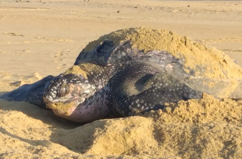  Playas michoacanas ven nacer 5 millones de crías de tortugas marinas: Compesca
