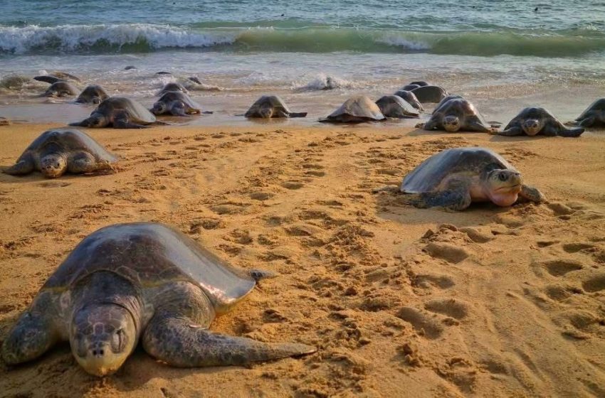 Playas de Michoacán, escenario de migración y nacimiento de tortugas marinas: Sectur