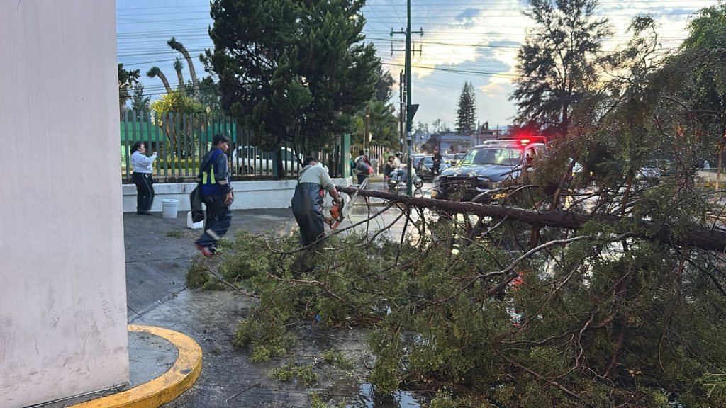 Retira Ayuntamiento de Morelia árboles caídos por lluvias 3 img 20250604 wa02636329799270837413229