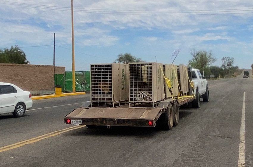 Trasladan 130 animales más a Mazatlán para mantenerlos a salvo