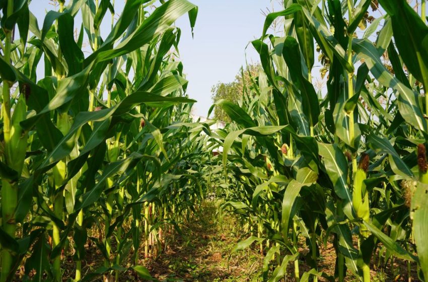  Campesinos cierran filas y exigen respuesta