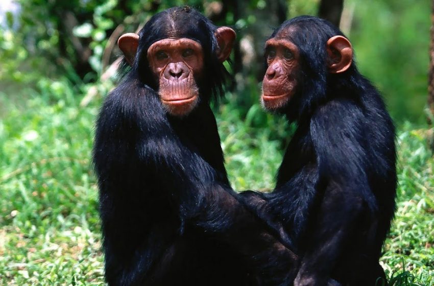  14 de julio: Día Mundial del Chimpancé