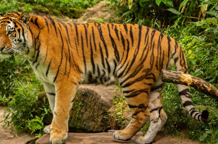  29 de julio: Día Internacional del Tigre
