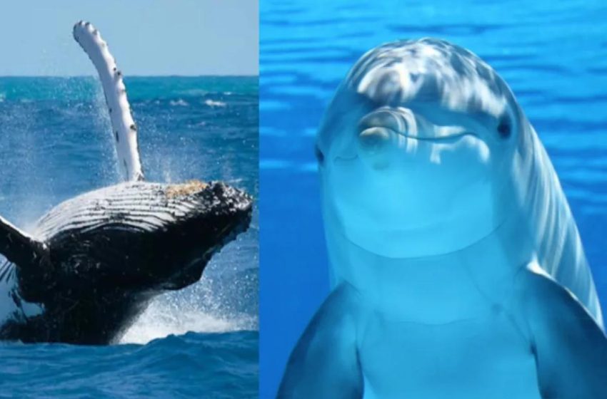  23 de julio: Día Mundial de las Ballenas y los Delfines