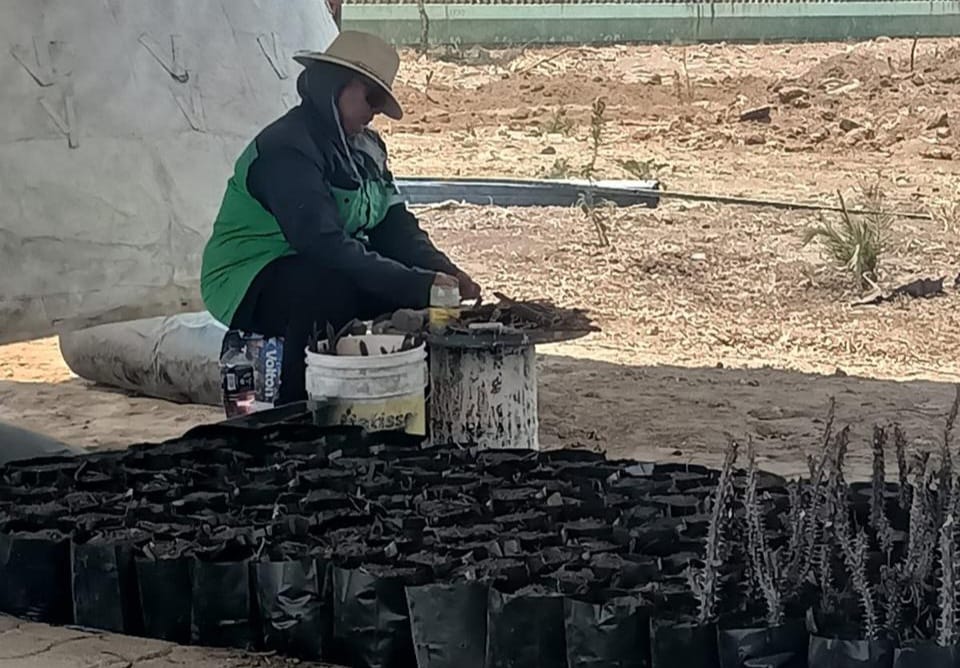 Gobierno de Morelia apuesta por el fortalecimiento ambiental, con nuevo vivero municipal 2 GobMorVive3