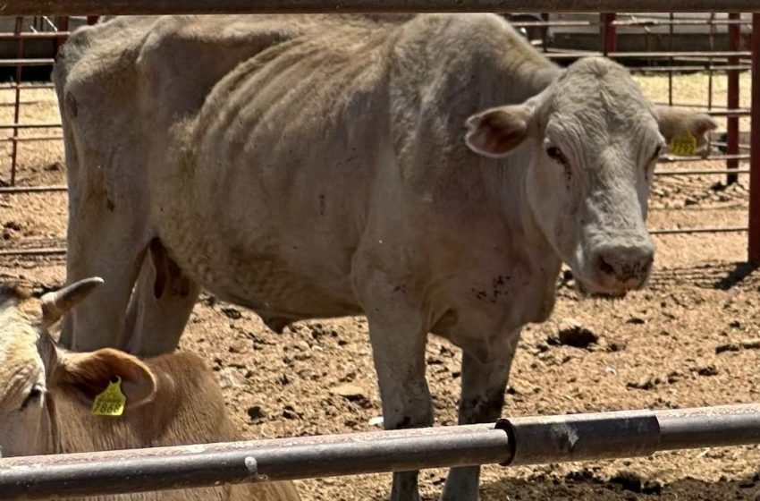  Desde la reaparición de gusano barrenador del ganado en México, debió reiniciar producción de moscas estériles