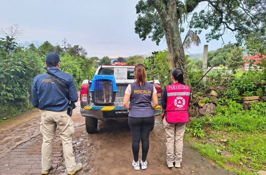 En cateo, rescata FGE a un ejemplar canino, víctima de maltrato animal