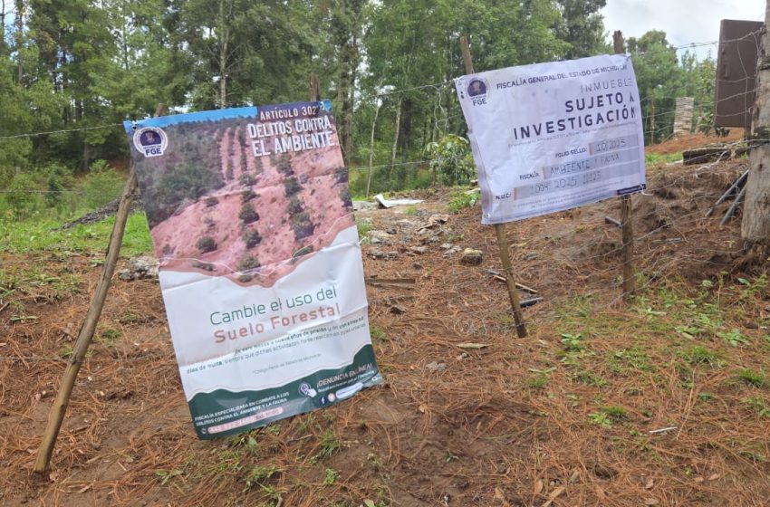 Ejecuta FGE cateo en predio con vocación forestal, en Tacámbaro; detectan tala ilegal y cultivos no autorizados