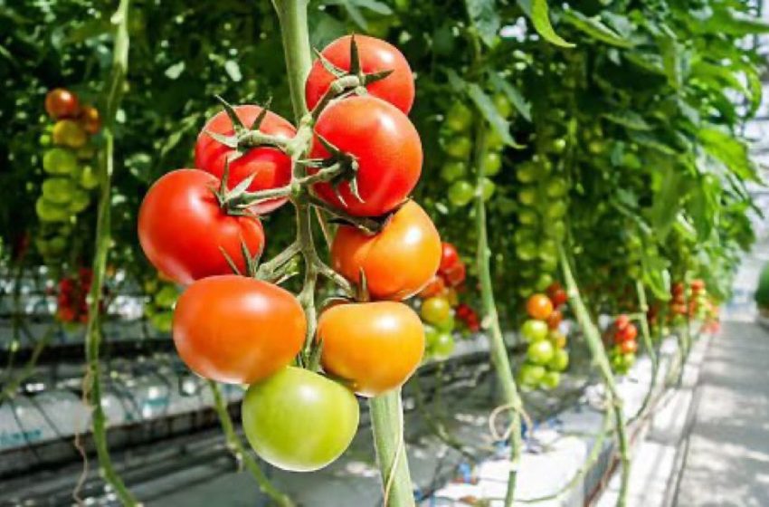  Gobierno de México fija postura sobre la decisión de EEUU a importaciones de tomate mexicano