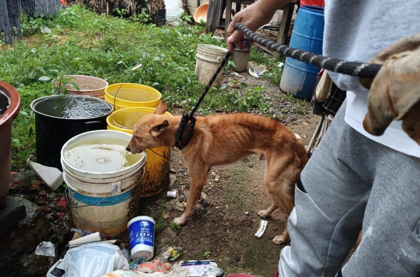  Catea Fiscalía General un domicilio en Zitácuaro y rescata un perro en condiciones de maltrato